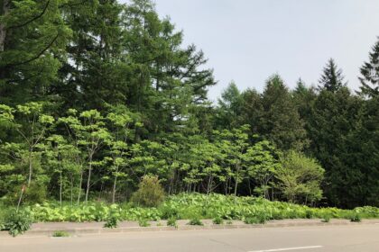 延期となります。。